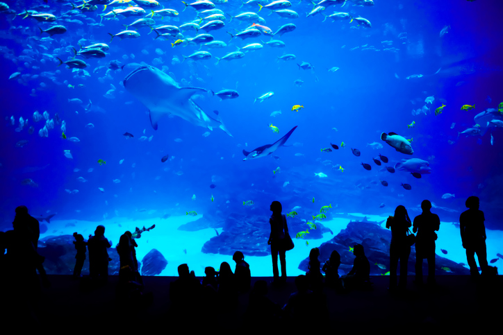 水族館デート