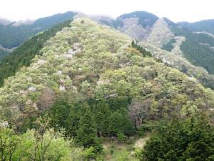 陣馬山